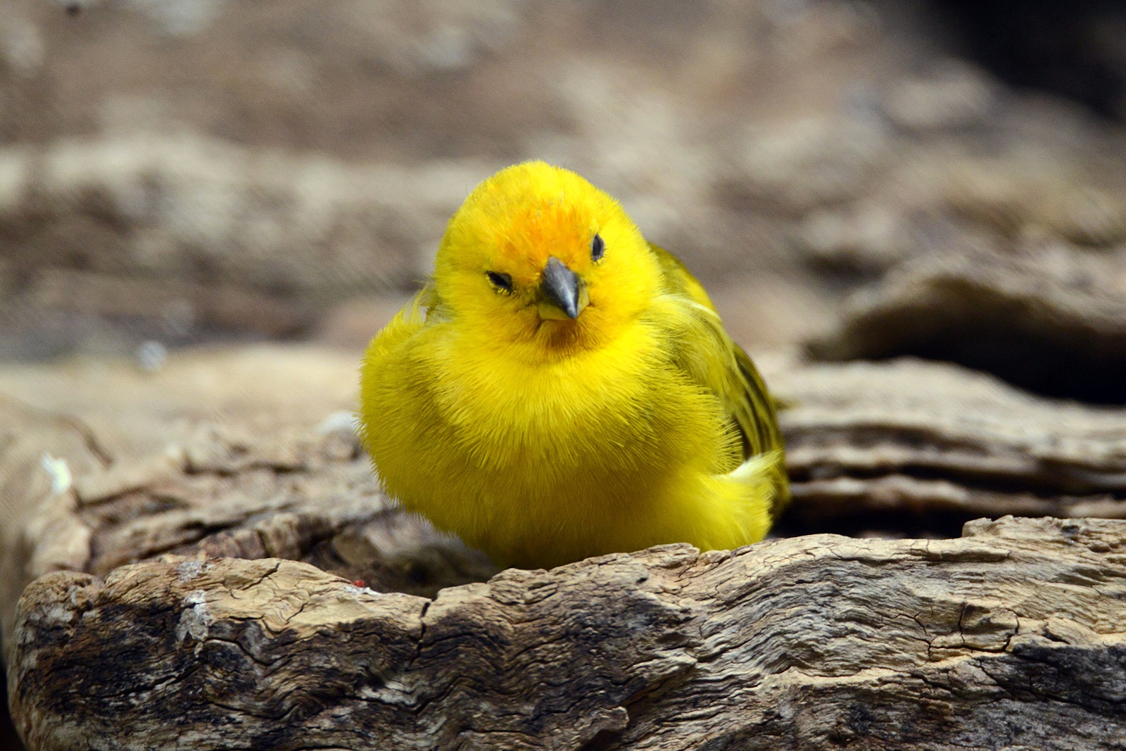 Yellow Warbler 89